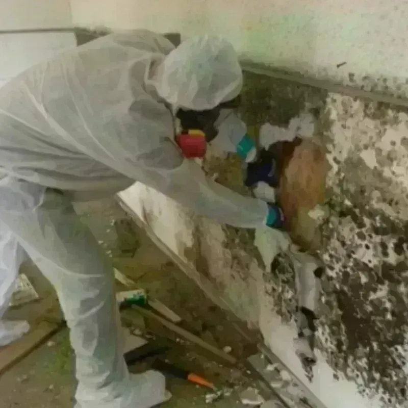 Mold Remediation and Removal in Fairfield, CA